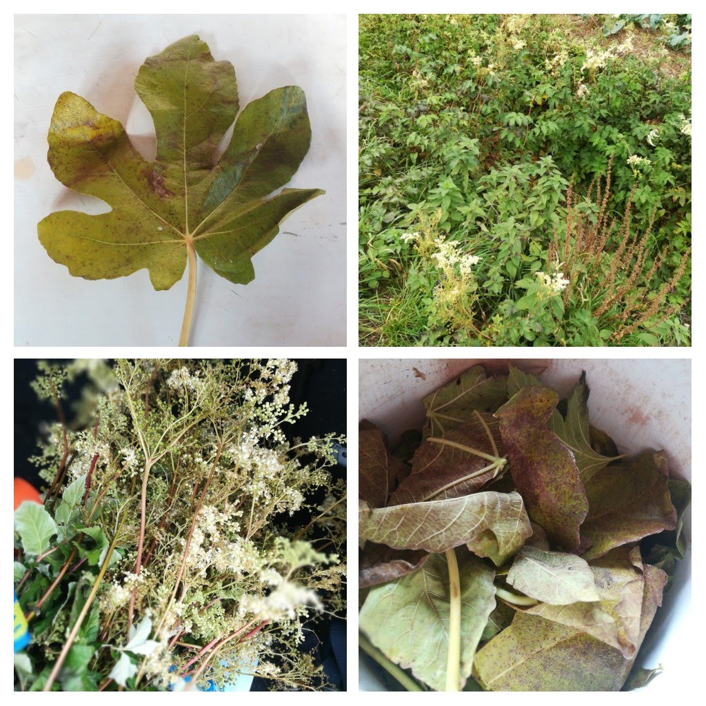 plantes tinctoriales